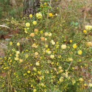 Acacia ulicifolia at Isaacs, ACT - 5 Jul 2022