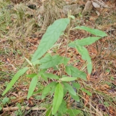 Olearia lirata (Snowy Daisybush) at Isaacs Ridge - 5 Jul 2022 by Mike