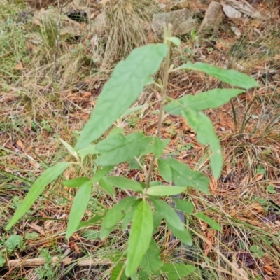 Olearia lirata (Snowy Daisybush) at Isaacs, ACT - 5 Jul 2022 by Mike