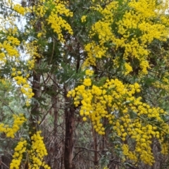 Acacia baileyana (Cootamundra Wattle, Golden Mimosa) at Isaacs Ridge and Nearby - 5 Jul 2022 by Mike