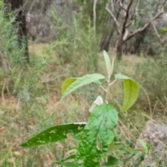 Olearia lirata (Snowy Daisybush) at Isaacs Ridge and Nearby - 5 Jul 2022 by Mike