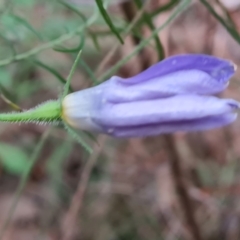 Wahlenbergia stricta subsp. stricta (Tall Bluebell) at Isaacs Ridge and Nearby - 5 Jul 2022 by Mike