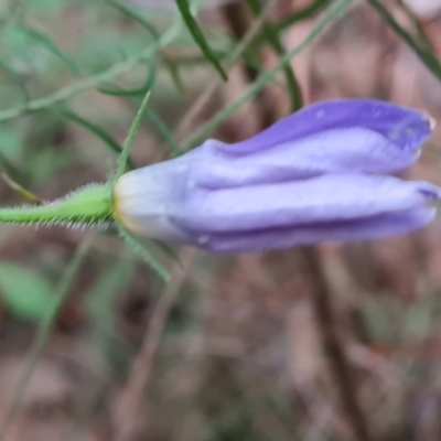 Wahlenbergia stricta subsp. stricta (Tall Bluebell) at Isaacs Ridge - 5 Jul 2022 by Mike