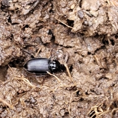 Carabidae sp. (family) (A ground beetle) at QPRC LGA - 5 Jul 2022 by trevorpreston