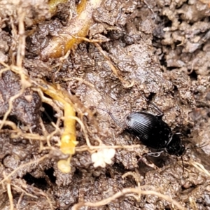 Carabidae sp. (family) at Carwoola, NSW - 5 Jul 2022 01:39 PM