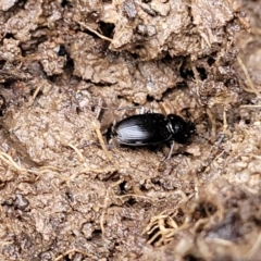 Carabidae sp. (family) at Carwoola, NSW - 5 Jul 2022 01:39 PM