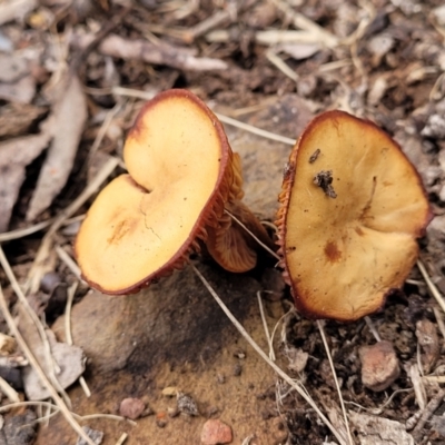 Laccaria sp. (Laccaria) at Carwoola, NSW - 5 Jul 2022 by trevorpreston