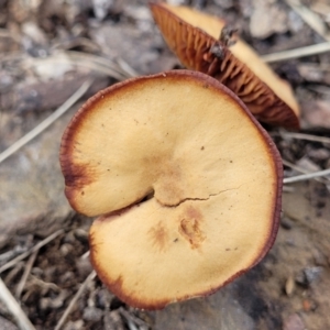 Laccaria sp. at Carwoola, NSW - 5 Jul 2022