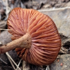 Laccaria sp. at Carwoola, NSW - 5 Jul 2022