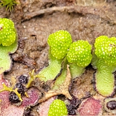 Asterella drummondii (A thallose liverwort) at Carwoola, NSW - 5 Jul 2022 by trevorpreston