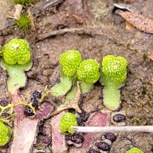 Asterella drummondii at Carwoola, NSW - 5 Jul 2022