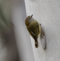 Acanthiza lineata (Striated Thornbill) at Burra, NSW - 5 Jul 2022 by trevsci