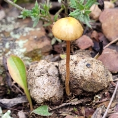 zz agaric (stem; gills not white/cream) at Wanna Wanna Nature Reserve - 5 Jul 2022 by trevorpreston