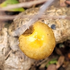 zz agaric (stem; gills not white/cream) at Carwoola, NSW - 5 Jul 2022