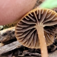 zz agaric (stem; gills not white/cream) at Carwoola, NSW - 5 Jul 2022