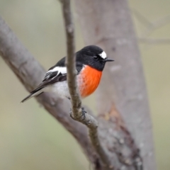 Petroica boodang (Scarlet Robin) at Tinderry Nature Reserve - 4 Jul 2022 by trevsci