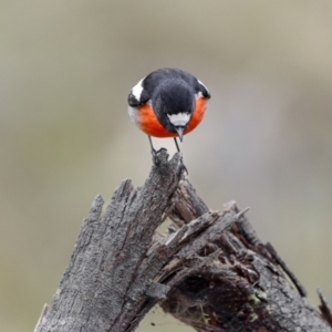 Petroica boodang at Burra, NSW - 5 Jul 2022 08:50 AM