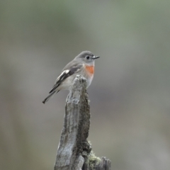 Petroica boodang at Burra, NSW - 5 Jul 2022 08:50 AM