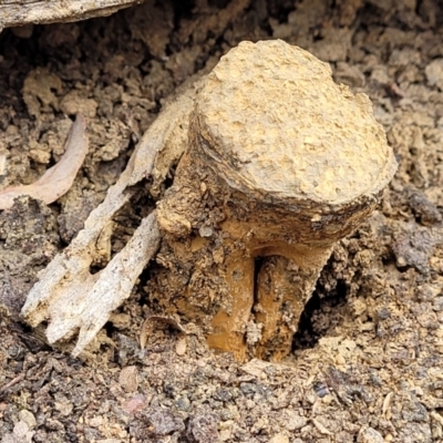 Pisolithus microcarpus (A puffball) at QPRC LGA - 5 Jul 2022 by trevorpreston