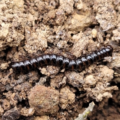 Paradoxosomatidae sp. (family) (Millipede) at QPRC LGA - 5 Jul 2022 by trevorpreston