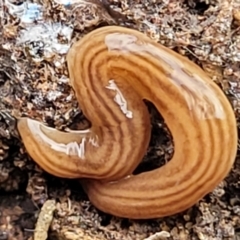 Fletchamia quinquelineata (Five-striped flatworm) at QPRC LGA - 5 Jul 2022 by trevorpreston