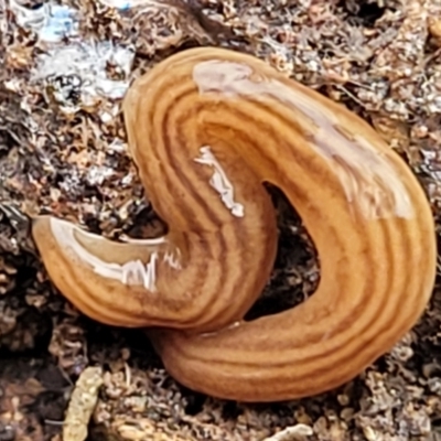 Fletchamia quinquelineata (Five-striped flatworm) at QPRC LGA - 5 Jul 2022 by trevorpreston