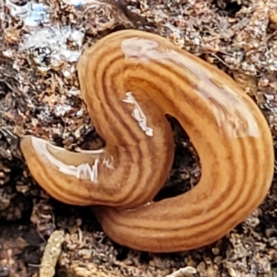 Fletchamia quinquelineata (Five-striped flatworm) at Carwoola, NSW - 5 Jul 2022 by trevorpreston