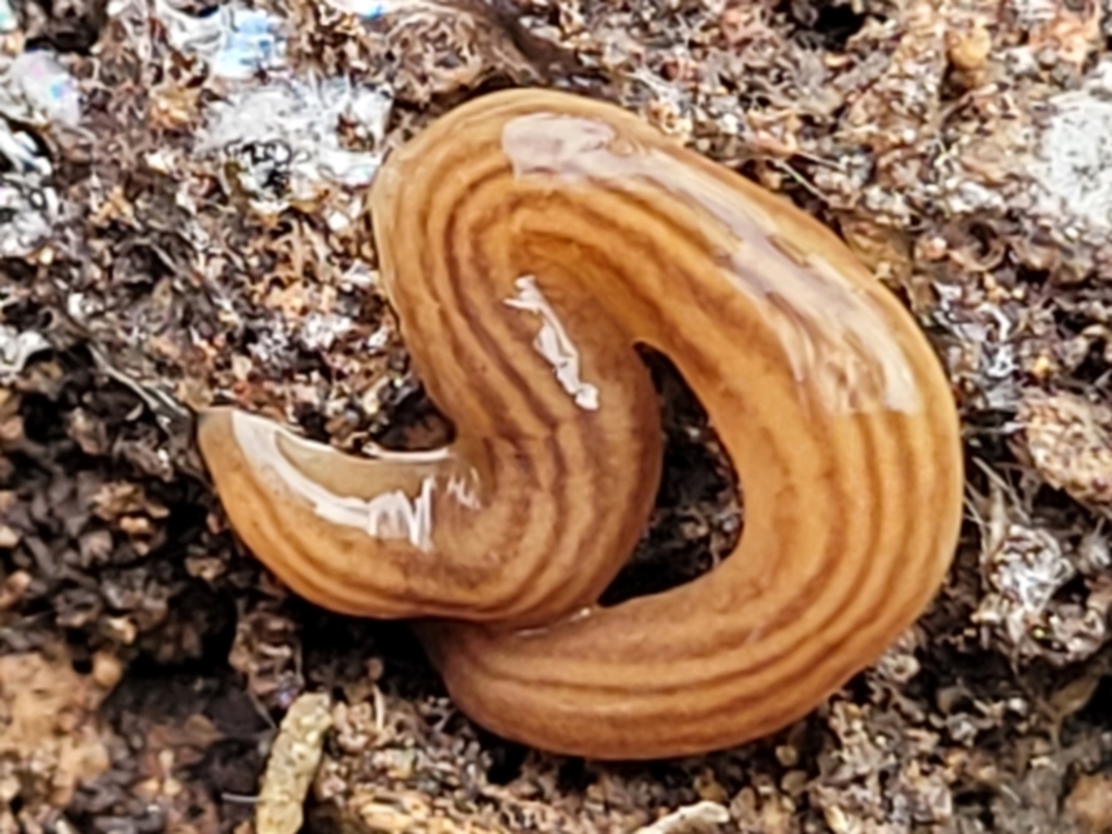 Fletchamia quinquelineata at Carwoola, NSW - 5 Jul 2022