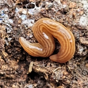 Fletchamia quinquelineata at Carwoola, NSW - 5 Jul 2022