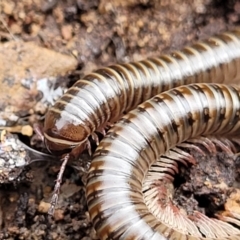 Juliformia sp. (superorder) (A Juliform millipede) at QPRC LGA - 5 Jul 2022 by trevorpreston