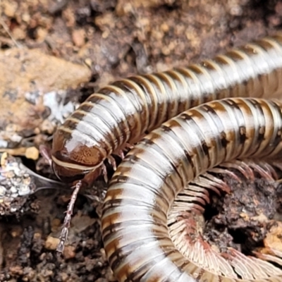 Juliformia sp. (superorder) (A Juliform millipede) at Wanna Wanna Nature Reserve - 5 Jul 2022 by trevorpreston