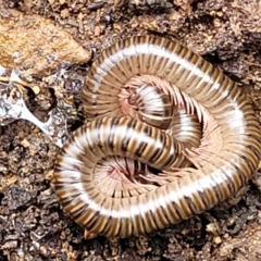 Juliformia sp. (superorder) at Carwoola, NSW - 5 Jul 2022