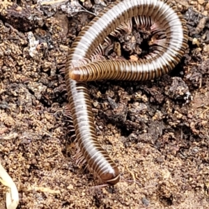 Juliformia sp. (superorder) at Carwoola, NSW - 5 Jul 2022