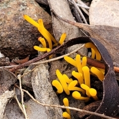 Clavulinopsis amoena (Yellow club) at Wanna Wanna Nature Reserve - 5 Jul 2022 by trevorpreston