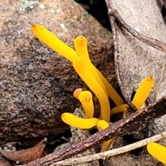 Clavulinopsis amoena at Carwoola, NSW - 5 Jul 2022