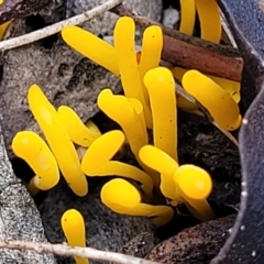 Clavulinopsis amoena at Carwoola, NSW - 5 Jul 2022