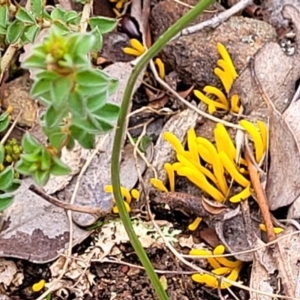 Clavulinopsis amoena at Carwoola, NSW - 5 Jul 2022