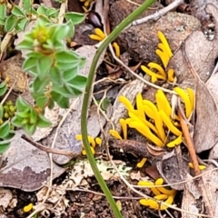 Clavulinopsis amoena at Carwoola, NSW - 5 Jul 2022