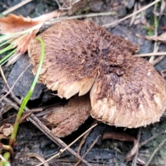 Inocybe sp. (Inocybe) at Wanna Wanna Nature Reserve - 5 Jul 2022 by trevorpreston