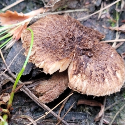 Inocybe sp. (Inocybe) at Wanna Wanna Nature Reserve - 5 Jul 2022 by trevorpreston