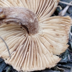 Inocybe sp. at Carwoola, NSW - 5 Jul 2022 02:50 PM