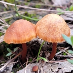 Laccaria sp. (Laccaria) at Wanna Wanna Nature Reserve - 5 Jul 2022 by trevorpreston