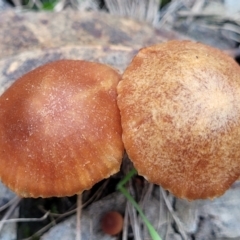 Laccaria sp. at Carwoola, NSW - 5 Jul 2022