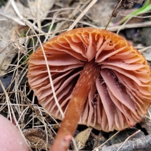 Laccaria sp. at Carwoola, NSW - 5 Jul 2022