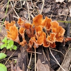 Podoscypha petalodes at Carwoola, NSW - 5 Jul 2022 by trevorpreston