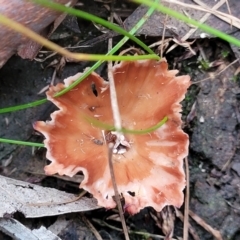 Podoscypha petalodes at Carwoola, NSW - 5 Jul 2022