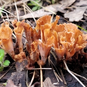 Podoscypha petalodes at Carwoola, NSW - 5 Jul 2022