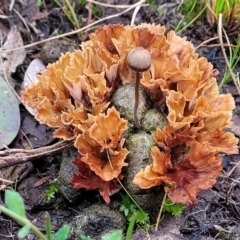 Podoscypha petalodes at QPRC LGA - 5 Jul 2022 by trevorpreston