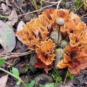 Podoscypha petalodes at Carwoola, NSW - 5 Jul 2022