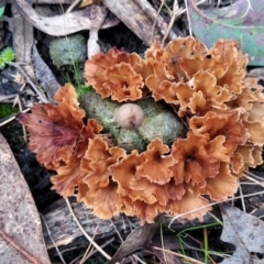 Podoscypha petalodes at Carwoola, NSW - 5 Jul 2022